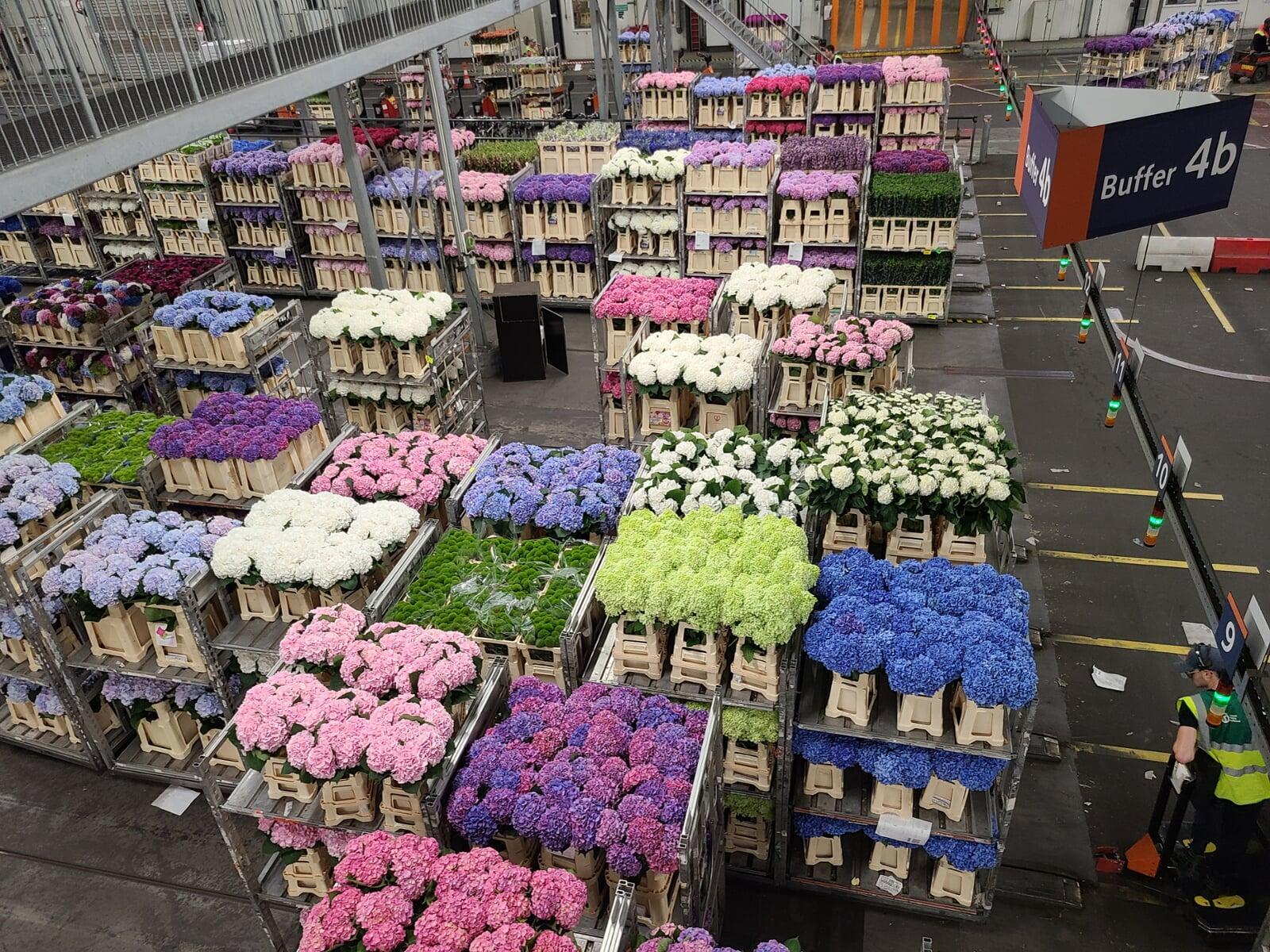 Aalsmeer Flower Auction