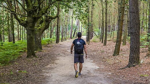 Beautiful Forest Trails