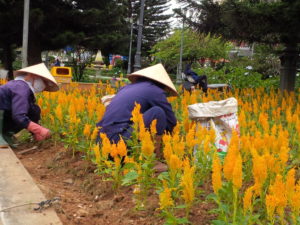 Women gardening in Da Lat